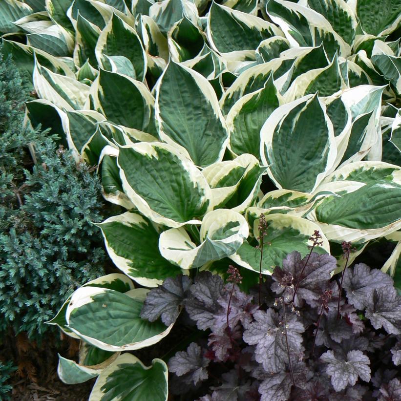 Minuteman Hosta