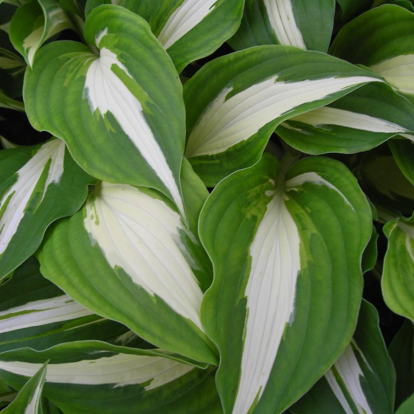 Night Before Christmas Hosta