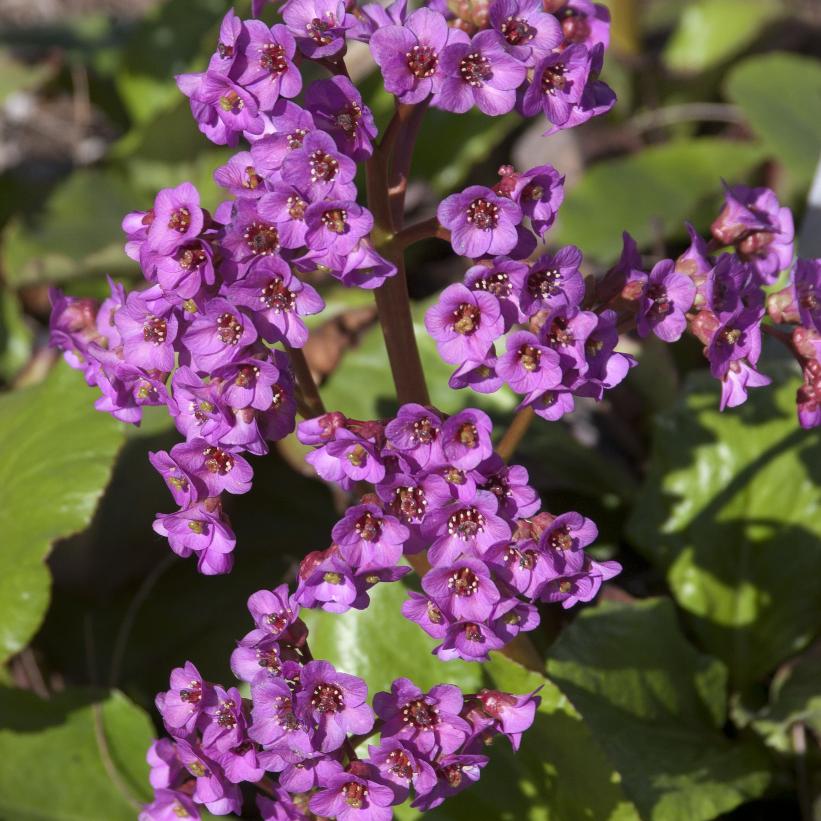 Heartleaf Bergenia, Pig-Squeak