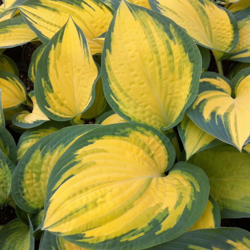 Orange Marmalade Hosta
