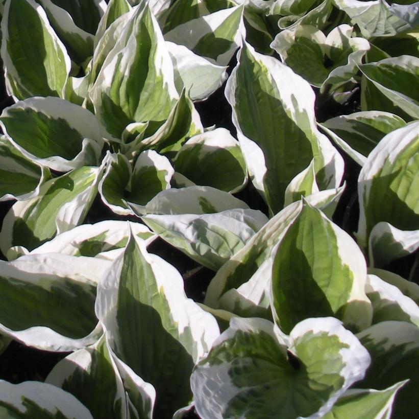 Patriot Hosta