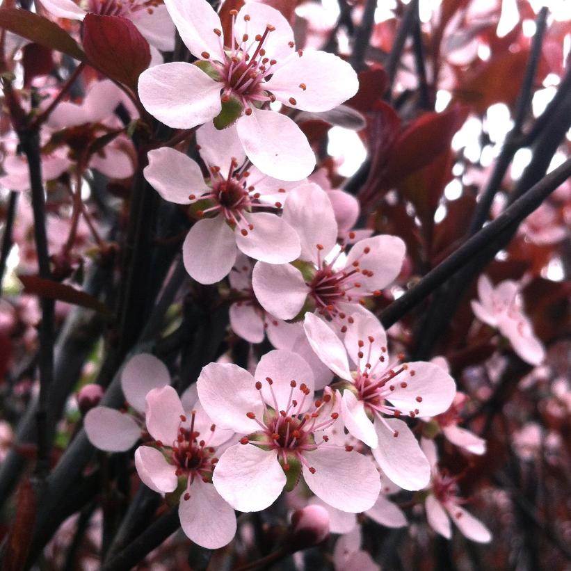 Purple-leaf Sand Cherry