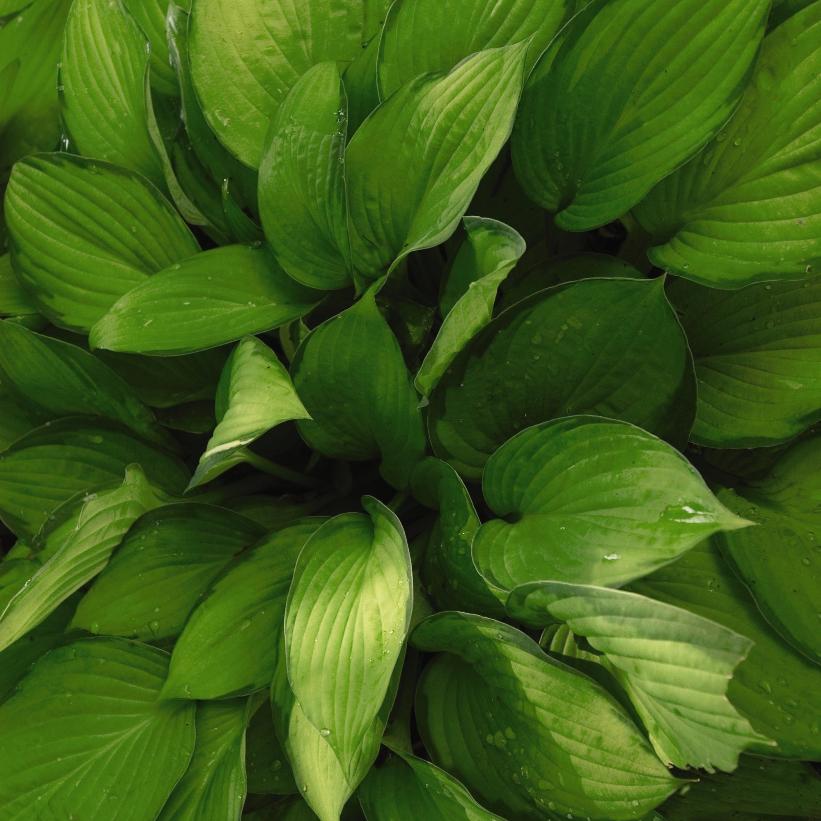 Pauls Glory Hosta