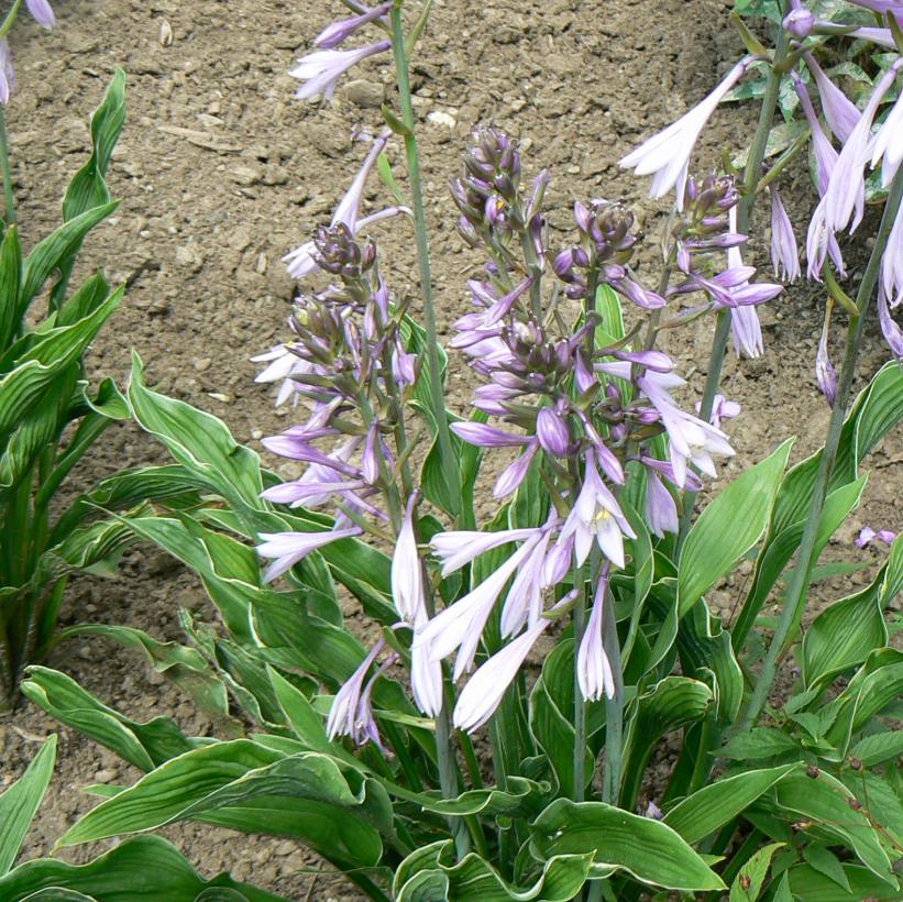 Praying Hands Hosta