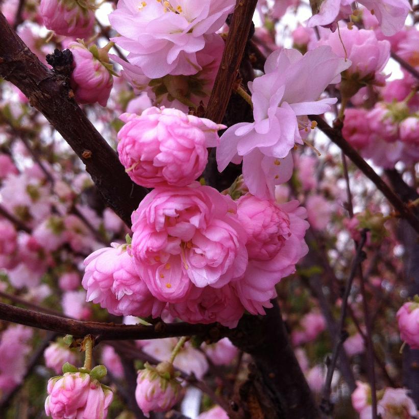 Multiplex Flowering Almond