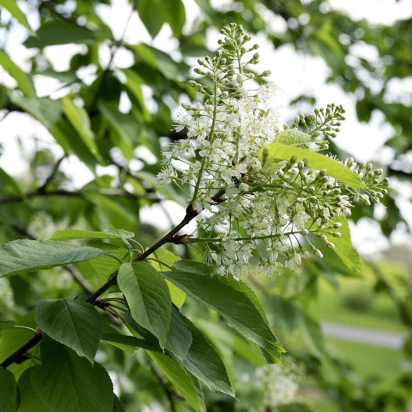 Common Chokecherry