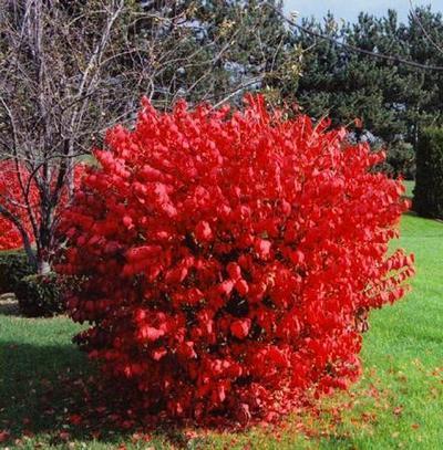 Blade Runner Burning Bush