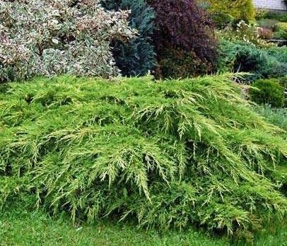 Pfitzer Juniper