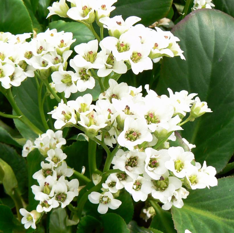 Heartleaf Bergenia, Bressingham White Bergenia