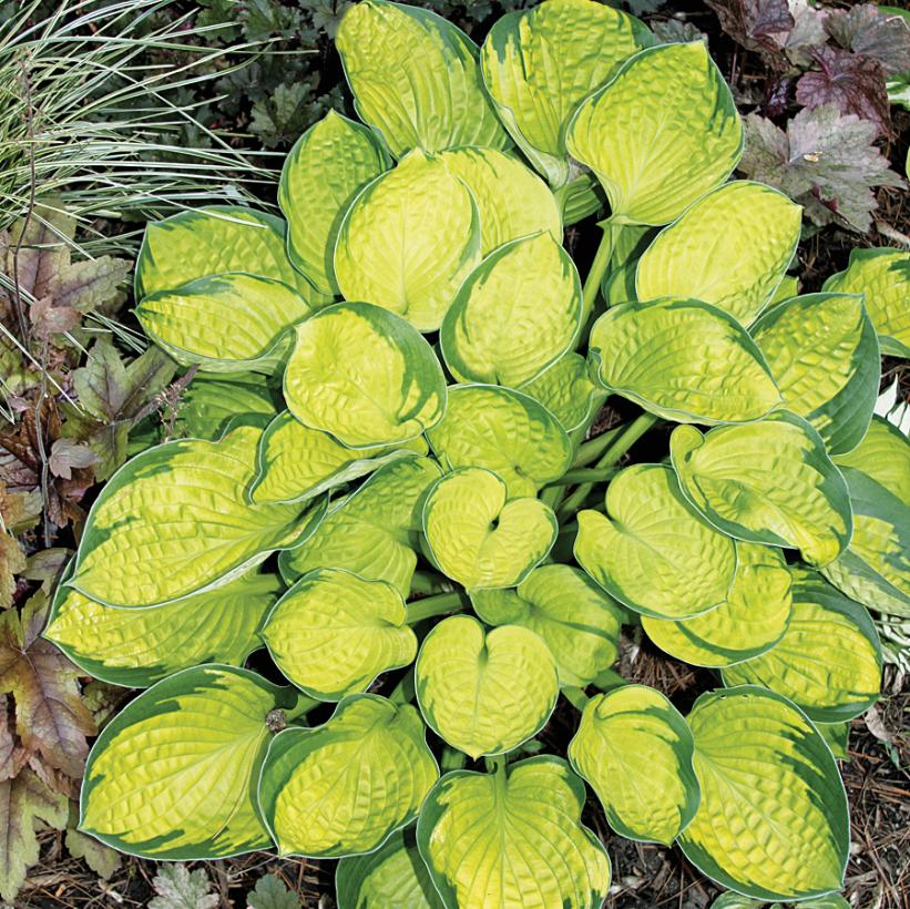 Rainforest Sunrise Hosta