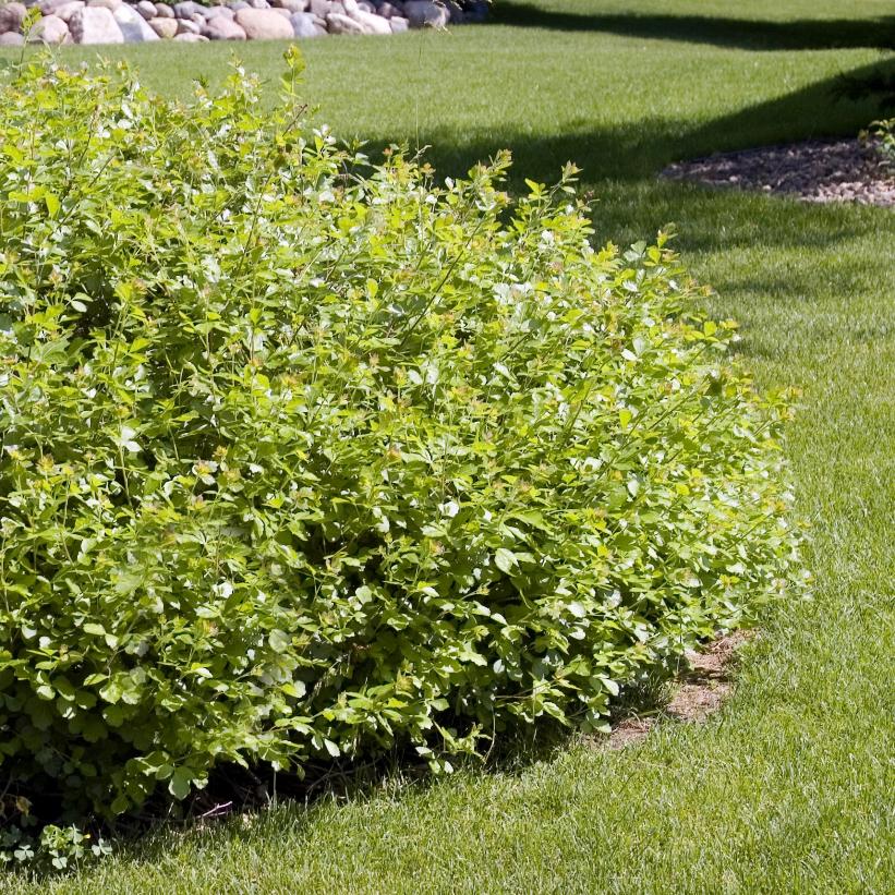 Gro-Low Fragrant Sumac