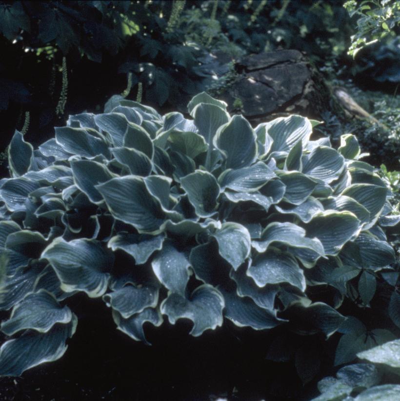 Regal Splendor Hosta