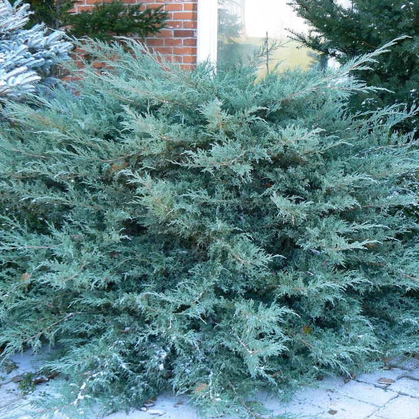 Blue Pfitzer Juniper
