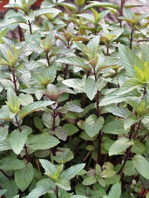 Chocolate mint