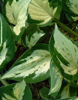 Revolution Hosta