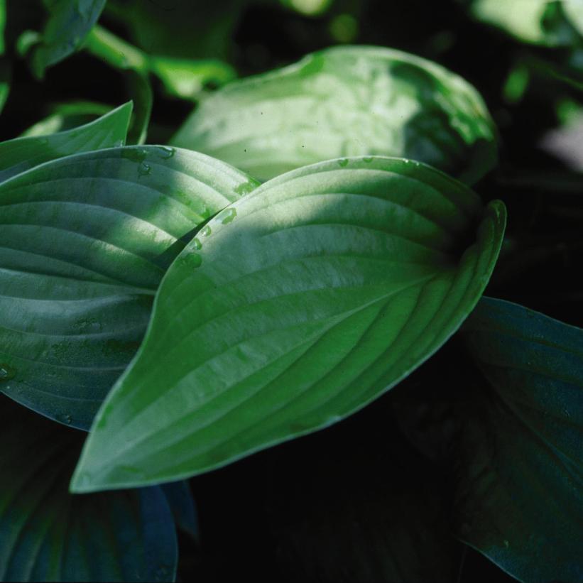 Royal Standard Hosta