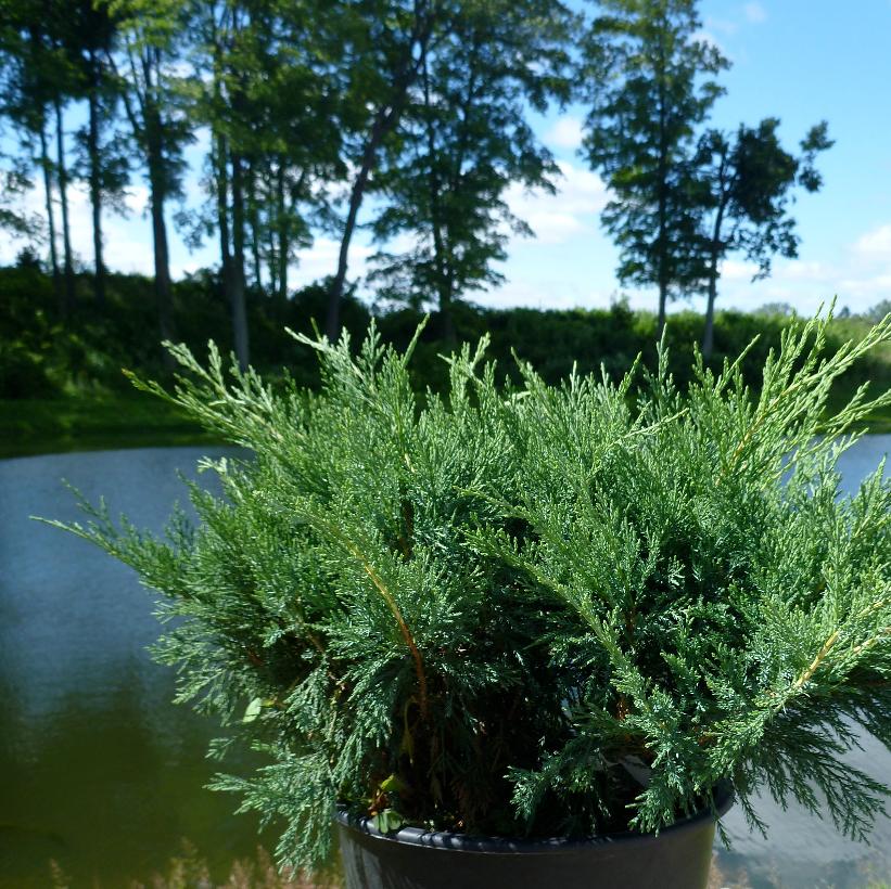 Blue Danube Juniper