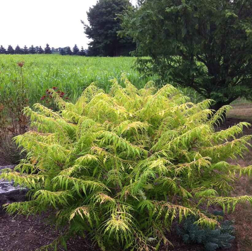 Bailtiger Tiger Eyes® Cutleaf Sumac