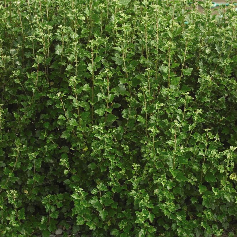 Alpine Currant