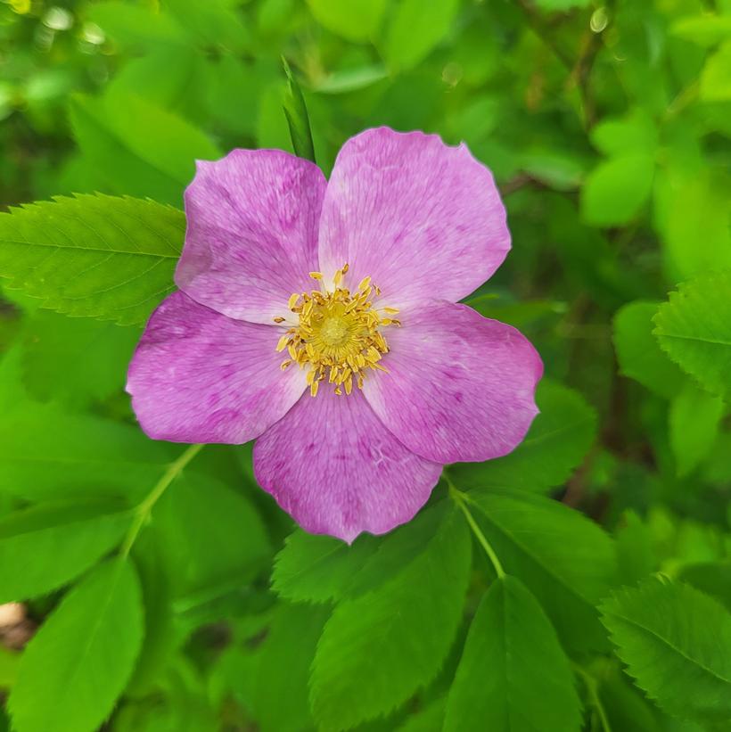 Meadow Rose, Smooth Rose, Smooth Wild Rose - Rosa blanda
