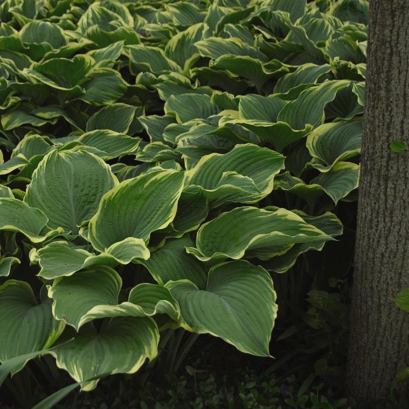 Sagae Hosta