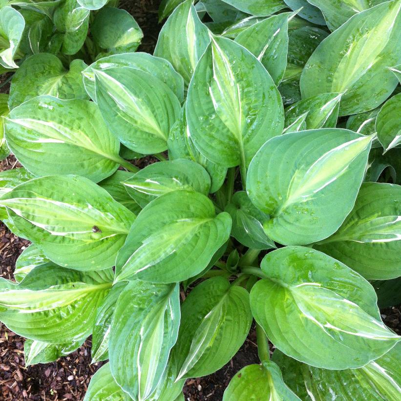 Striptease Hosta