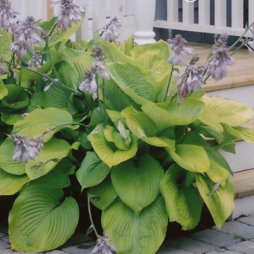 Sum and Substance Hosta