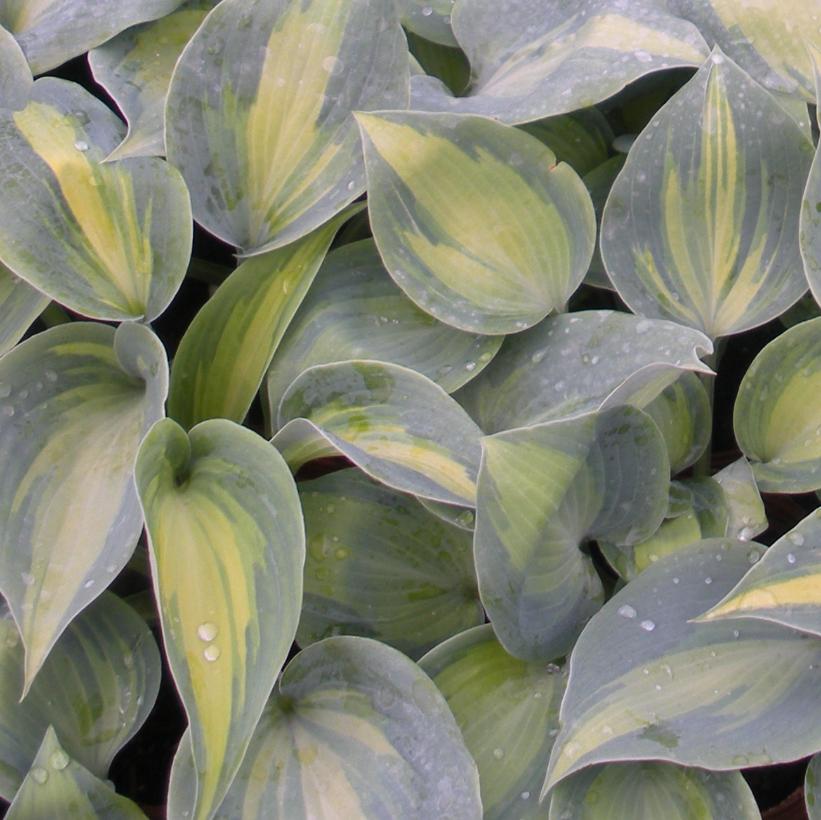 Touch of Class Hosta