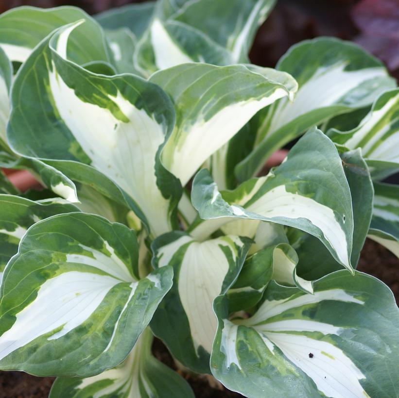 Vulcan Hosta