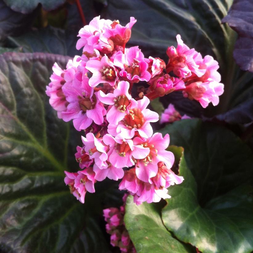 Magic Giant Heartleaf Bergenia, Pig-Squeak