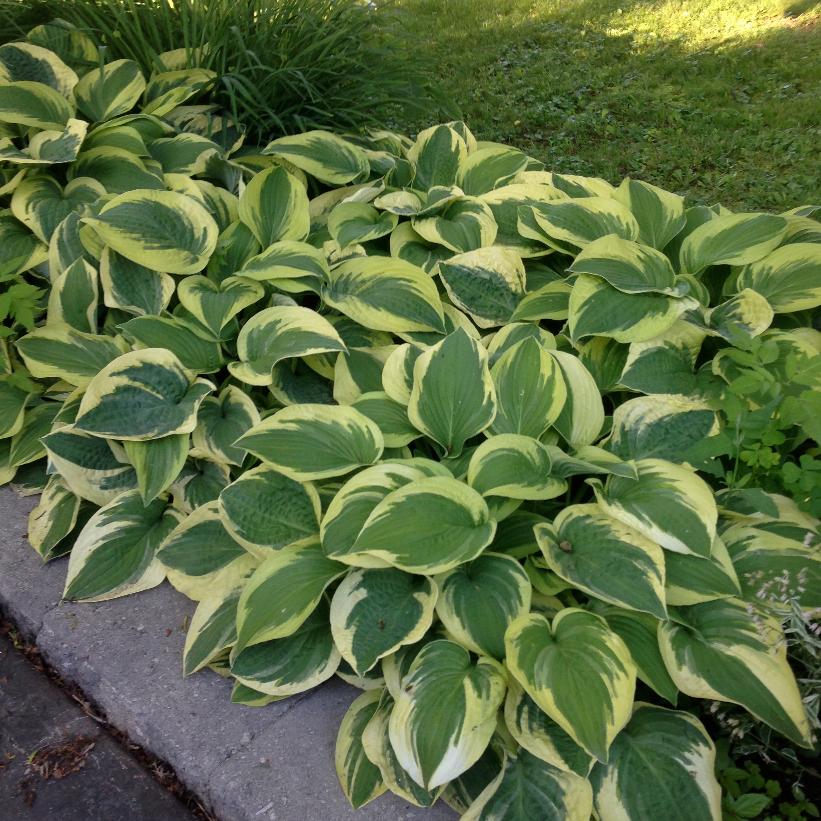 Wide Brim Hosta