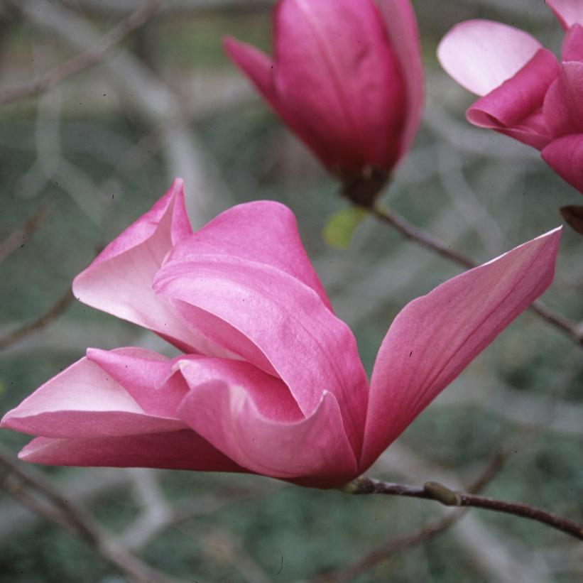 Galaxy Magnolia