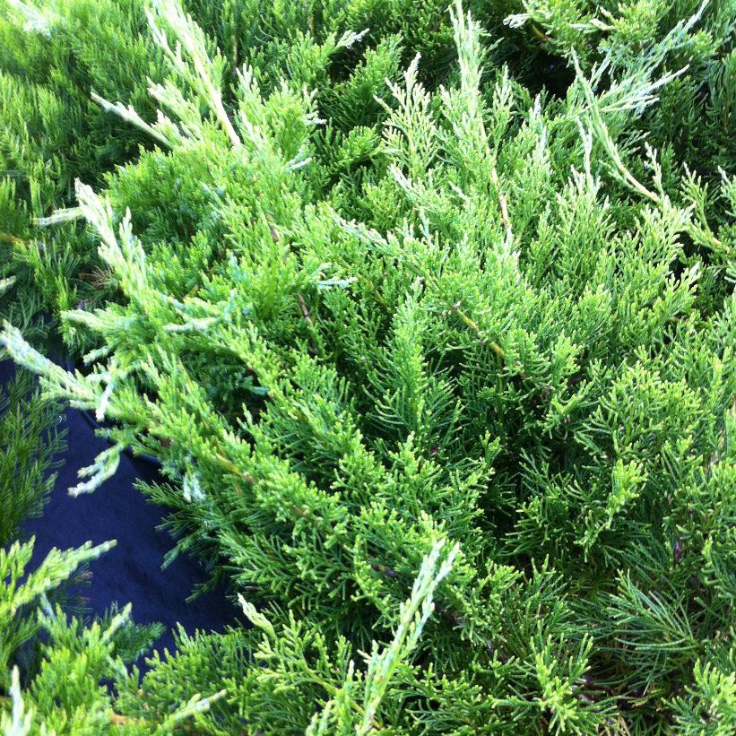 Buffalo Juniper