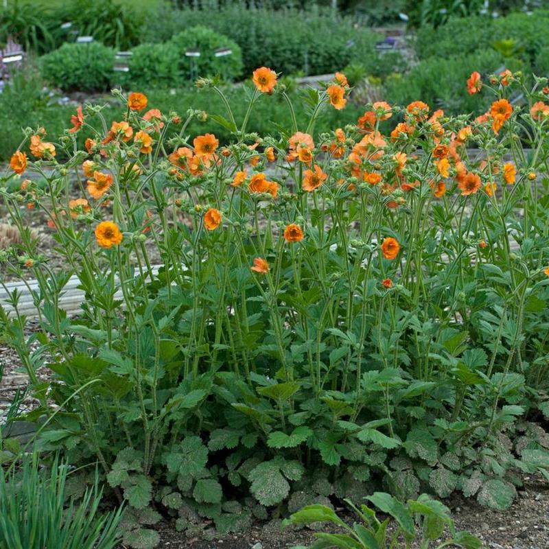 Totally Tangerine Avens, Grecian Rose