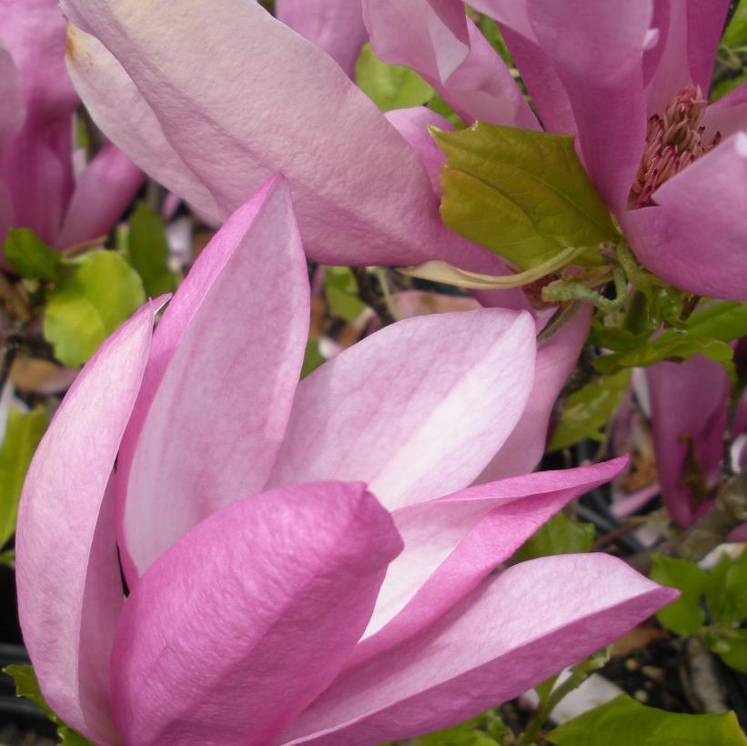 Susan Magnolia