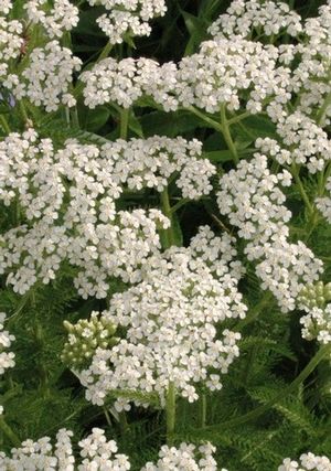 Common Yarrow, Nosebleed Plant