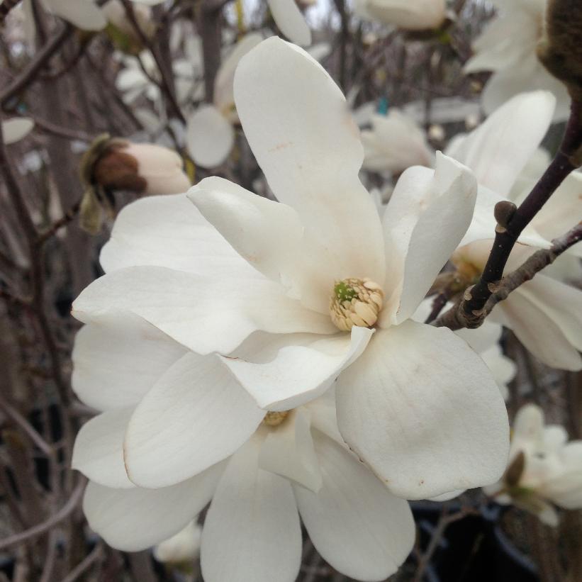 Merrill Magnolia