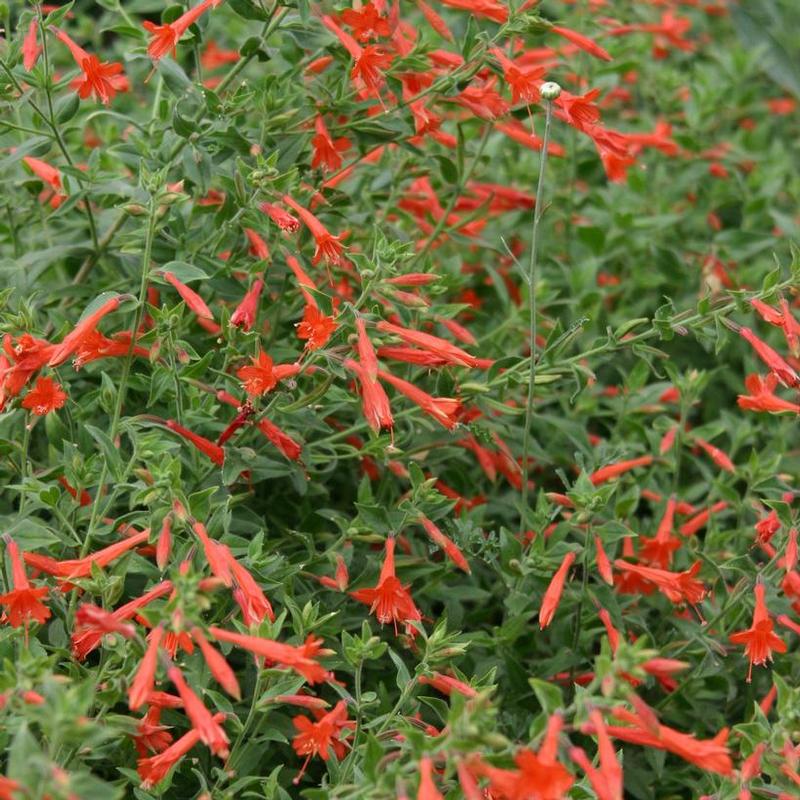 California Fuchsia, Hummingbird Trumpet