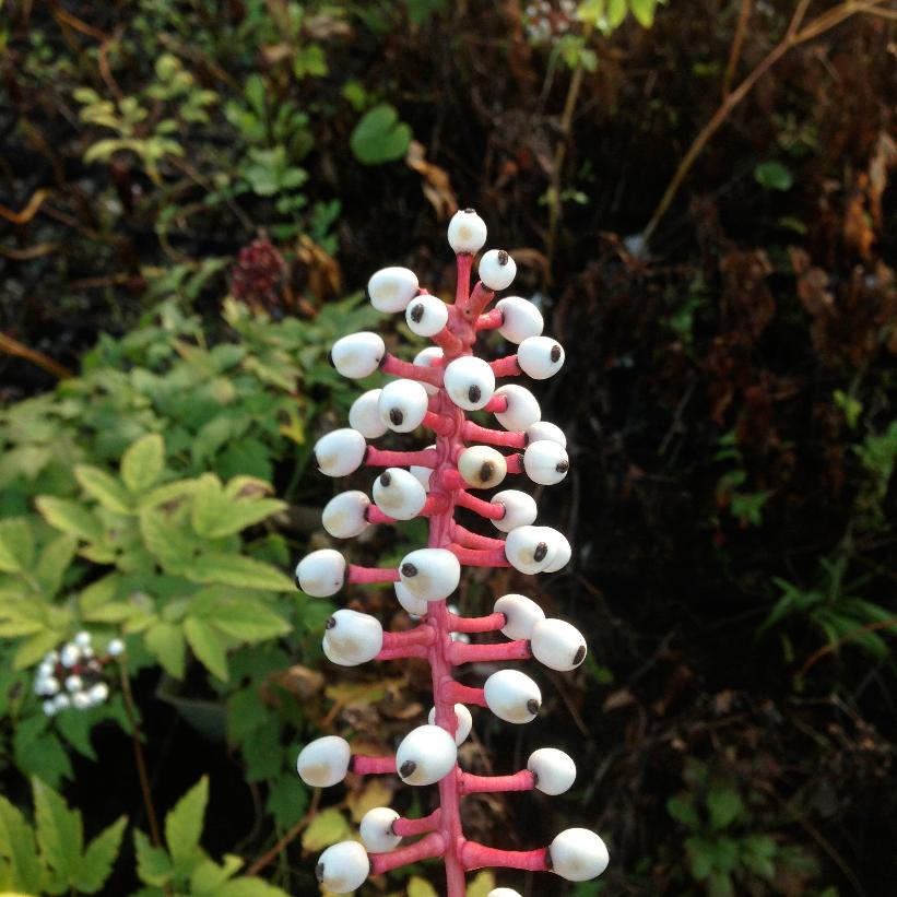 White Baneberry, Doll&