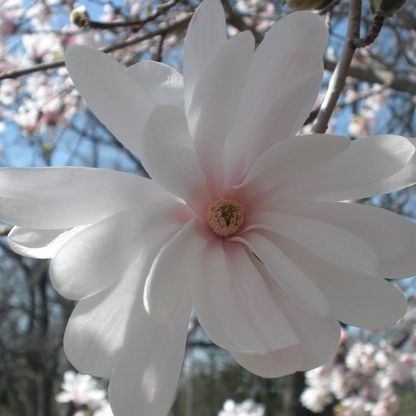 Royal Star Magnolia