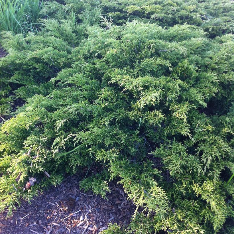 Calgary Carpet® Juniper