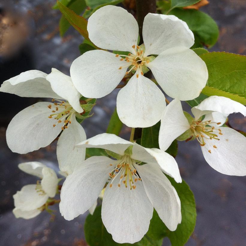Columnar Siberian Crabapple