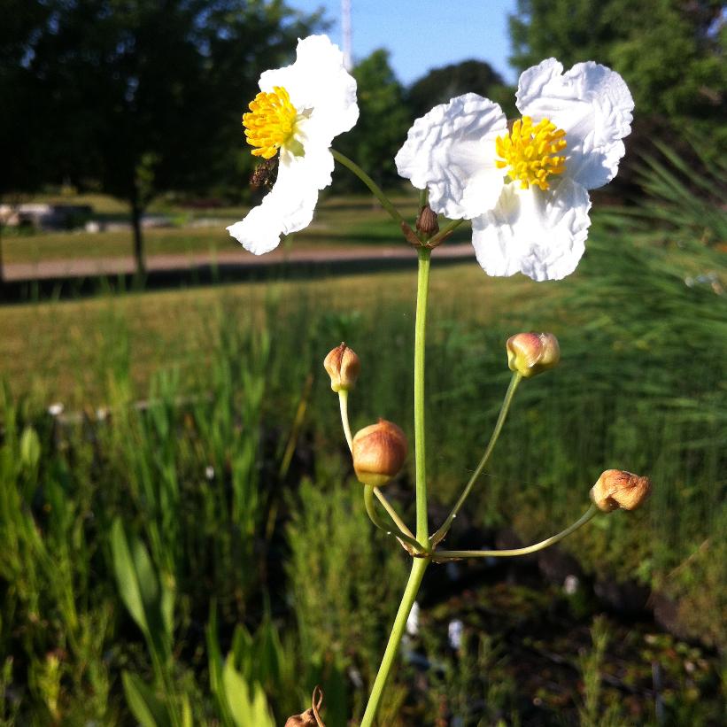 Broadleaf Water Plantain, Mad-Dog Weed