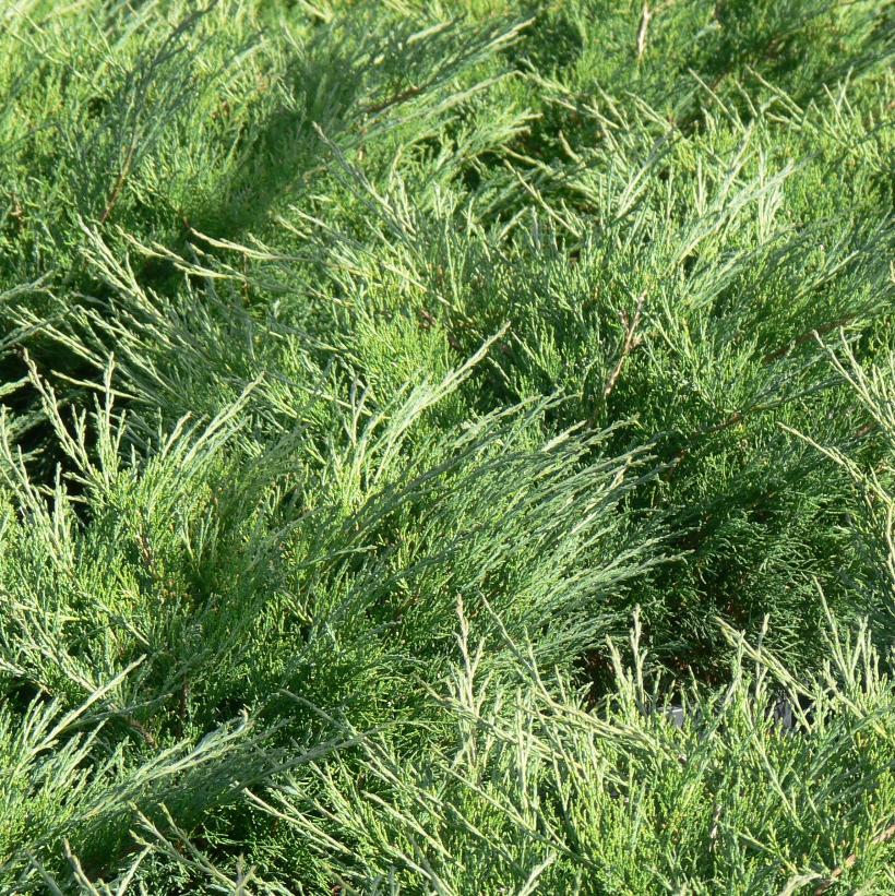 Skandia Juniper