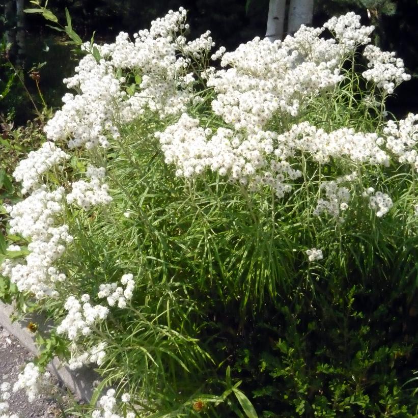 Pearly Everlasting, Western Pearly Everlasting