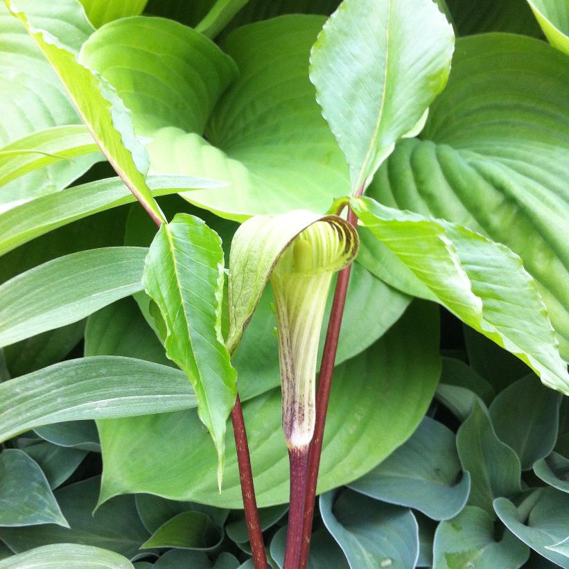 Jack-in-the-Pulpit, Bog Onion, Brown Dragon, Indian or Wild Turnip