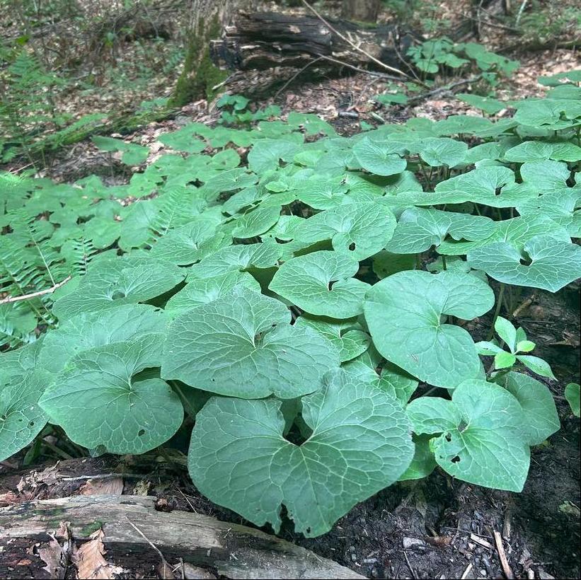 Wild Ginger