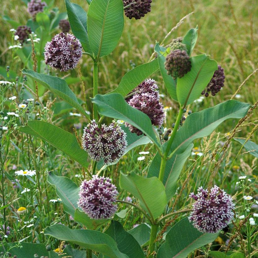 Common Milkweed