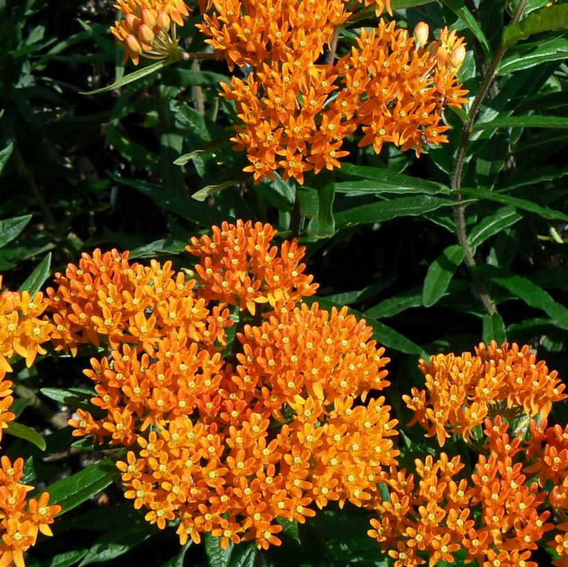 Butterfly Milkweed