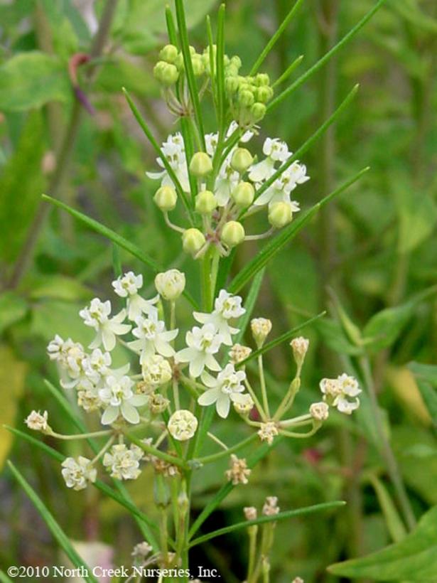 Whorled Milkweed, Horsetail Milkweed